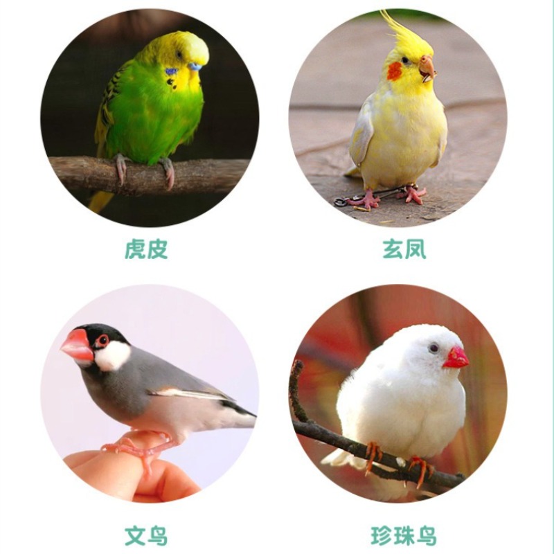Акриловая клетка для птиц, пор – обзор и цена Bird Cage Parrot
